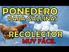 Avicultura