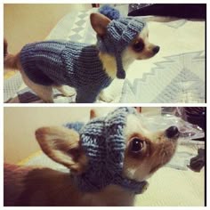 clothing for dog.Dog sweater.knitting for pets.handmade sweater and hat. Knit Dog Clothing by RakushaShop