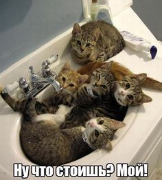 rock_n_vika - Предпятничные котики