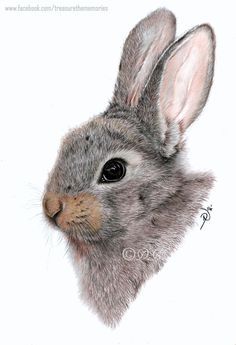 how to draw rabbits realistic recherche google