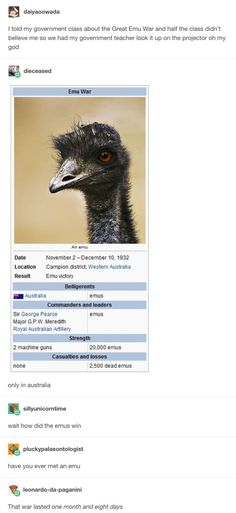 the emu war the great emu war pinterest emu war emu and marauder