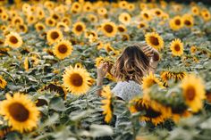 Bild auf Leinwand Schönes Sonnenblumenfeld im Sommer DAK-1K