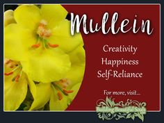 Raspberry Meaning Symbolism Flower Meanings Mullein Meaning Symbolism Color Meaningsflower Meaningssymbolsspiritual Historygardencolors