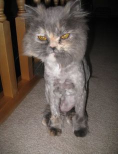 picture of shaved cat Guy and girl orgasm
