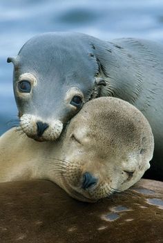 8 Idees De Otarie Animaux Mammiferes Marins Animaux Marins 8 Idees De Otarie Animaux Mammiferes Marins Animaux Marins
