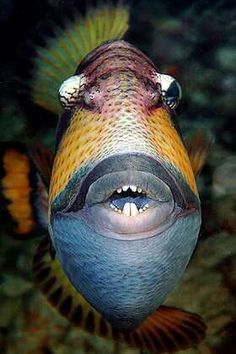 346 best fish images in 2019 marine fish marine life saltwater