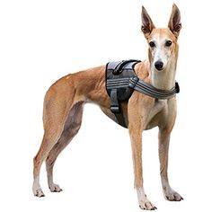 LEMON PET Dog Harness with Front Clip Reflective Outdoor Adjustable Nylon Vest for Small Medium Large Dogs Breathable Padded Handle Harness for No Pull Training Walking M: 22-27in, Orange