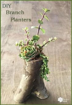 Ginkgo Biloba Topworked plant on 30/" stem dwarf Maidenhair Fern in a 2L pot