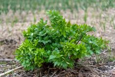 86 Best Growing Asparagus Images In 2020 Asparagus Vegetable