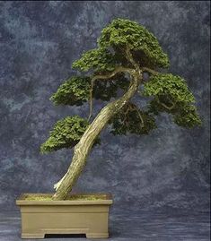 9 Ideas De Los 10 Bonsais Más Viejos Del Mundo Bonsai Bonsais Bonsai Japones
