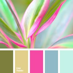 19 Best Pink Color Schemes Images Paint Colors Combinations Blue Color Bright Pink Palette Green House Scheme