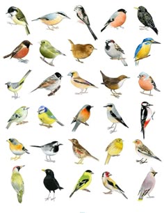 top 100 popular bird names that s cute pinterest bird pet