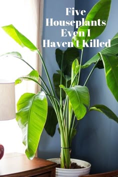 Tall House Plants Low Light 10 houseplants that actually clean the air you breathe | vignettes Tall House Plants Low Light 10 houseplants that actually clean the air you breathe | vignettes