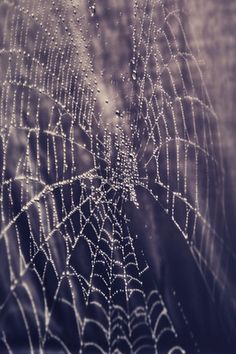 32 Best Spider Webs Images On Pinterest In 2018 Spider Web Photography Settings Nature Landscape King Ecommerce