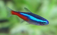 50 best aquarium fish