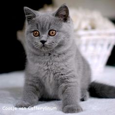 82 Melhor Ideia De Gato Britânico Shorthair Raças De Gatos Gatos Gatinhos