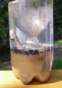 best ever fly trap add a cut up hot dog and a tablespoon of maple how to make a fly trap that works