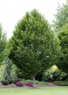 11 best poplar trees