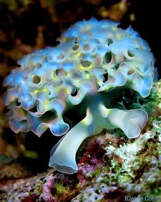 922 best nudibranchs images