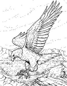 The 11 best Eagle Coloring Pages images on Pinterest | Eagle ... The 11 best Eagle Coloring Pages images on Pinterest | Eagle ...