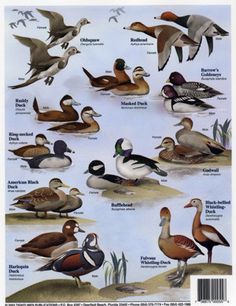 142 best birding birds i want to learn images on duck breeds chart