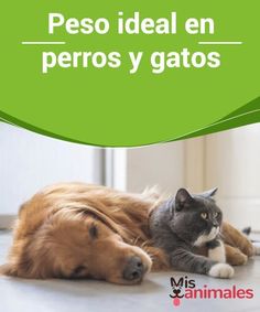 48 Ideas De Gatos Salud Gatos Mascotas Perro Gato