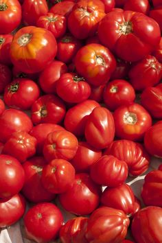 Mutti Tomaten Herkunft Mutti Tomaten Herkunft
