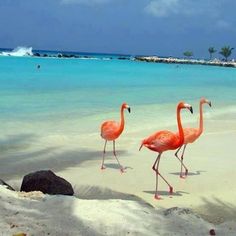 The 21 Best Holbox Images On Pinterest Islands Destinations And You Loved The Flamingo I Put Outside Window Gave It To Your Friend
