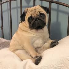 Pug Dog Pug Dog Price Pug Dog For Sale Pugs Puppies Pug Price What