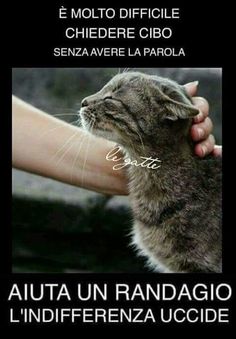 nero micio squirt difficile