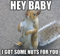 pin by penny kowalchick on drinking funny pinterest drinking funny f91d76b01c197366e46c137d9a18f095 squirrel memes cute squirrel pin by penny kowalchick on drinking funny pinterest drinking funny,Funny Squirrel Memes