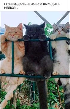 Они на самоизоляции...😄 | OK.RU