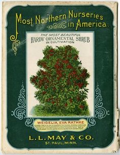 90 Best L May Co Seed And Nursery Catalogs Images On Pinterest The Back Cover Of 1908 L May Catalog Showcases Most Beautiful Hardy Ornamental