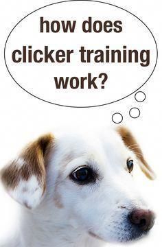 How Does Clicker Training Work Training Your Dog Dog Clicker