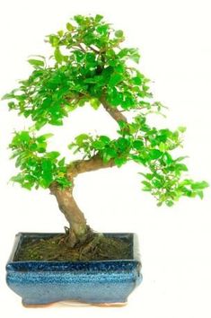 Die 30+ besten Bilder zu Bonsai tische in 2020 | bonsai Die 30+ besten Bilder zu Bonsai tische in 2020 | bonsai