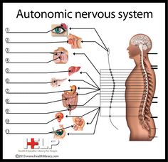 Human Brain - Neuroscience - Cognitive Science