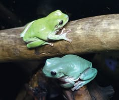 whites tree frog size about 4 inches expected life span up to 21 green tree frog care sheet