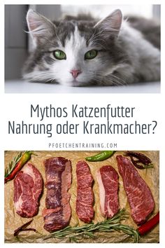 herzerkrankungen hund síntomas de diabetes herzerkrankungen hund síntomas de diabetes