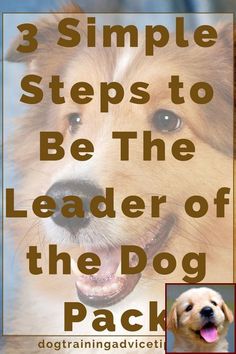 1 Have Dog Behavior Problems Learn About House Training A Puppy