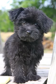 Bags Us Bagsus On Pinterest Affenpinscher Yorkie Poo Puppies Poodle Teacup Mix