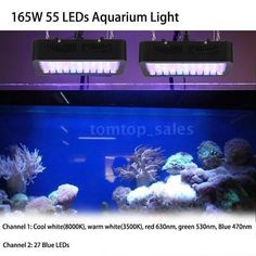 the 2553 best aquarium