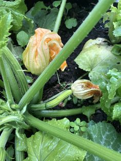 Epingle Sur Courgettes Planter Des Courgettes
