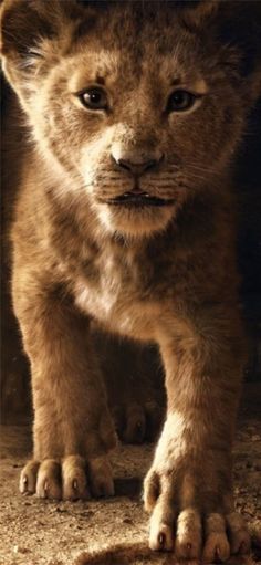 Free Download The The Lion King Simba 2019 4k Wallpaper Beaty Your Iphone The Lion King Lion 2019 Movies Movies 4k Lion King Animal Wallpaper Animals
