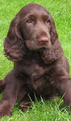 11 Best Field Spaniel Dogs Images Dog 11 Best Field Spaniel Dogs Images