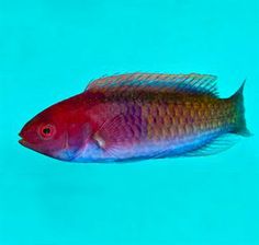 10 best large angelfish