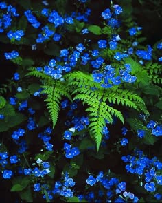 Blue Garden Plants For Seed Giveaways Daily Tips And Plant Info Blue Veronica With Ferns Gorgeous For The Shade Garden