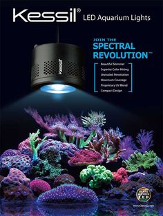 858 best saltwater aquarium