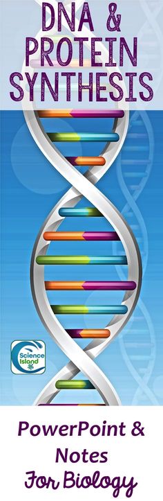 During DNA replication, each strand of the original molecule acts as - best of dna blueprint of life worksheet During DNA replication, each strand of the original molecule acts as - best of dna blueprint of life worksheet