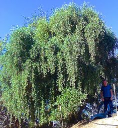 15 Best Small Shade Trees For Socal Images Outdoor Plants Home Western Weeping Ornamental Olive Tree Shade Trees Fast Growing