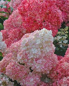 178 Best Plants That I Want Images On Pinterest In 2018 Hosta Vanilla Strawberry Hydrangea Pinned By Cindy Vermeulen Please Check Out My